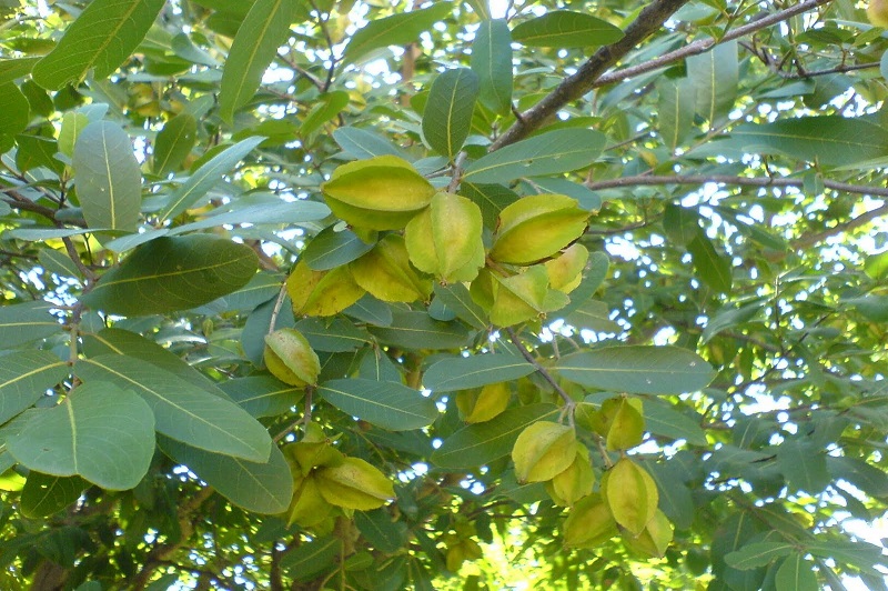 <p> Arjuna consists of the stem bark. <p>
                   <p><b>Latin Name</b> - Terminalia arjuna W.& A. </p>
                   <p><b>Hindi</b> : Arjuna</P>
                   <p><b>Marathi</b> : Arjuna, Sadada</p>
                   <p>A large deciduous tree, commonly found throughout the greater parts of the country.</p>
                   <p><b>Useful part</b> – Stem Bark</p>