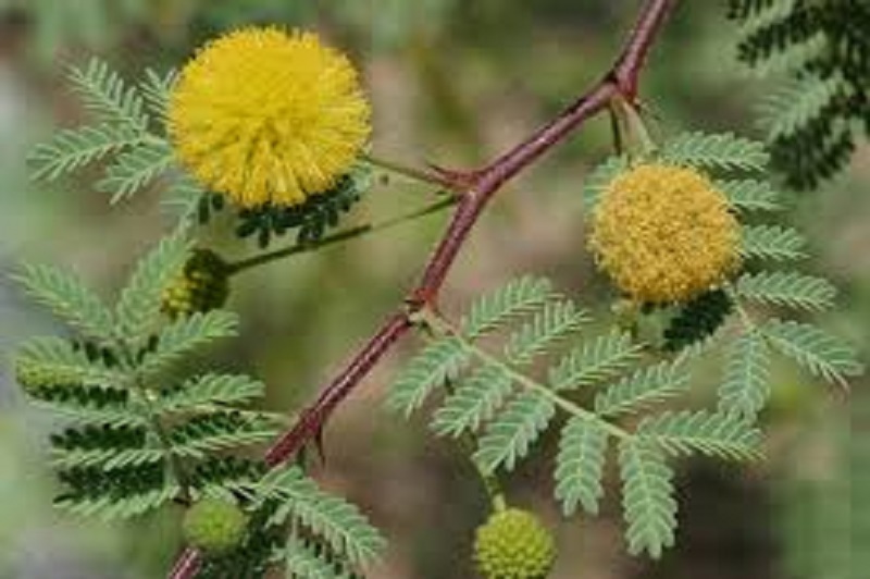 <p>Khadira consists of dried pieces of heart-wood.</p>
                <p><b>Latin Name</b>-Acacia catechu (Linn. f.) Willd.</p>
                <p><b>Hindi:</b> Khair
                <p><b>Marathi:</b> Khaira, Khair
                <p>A moderate sized tree, found mostly in dry parts of India.<p>
                <b>Useful part</b>- Stem bark 