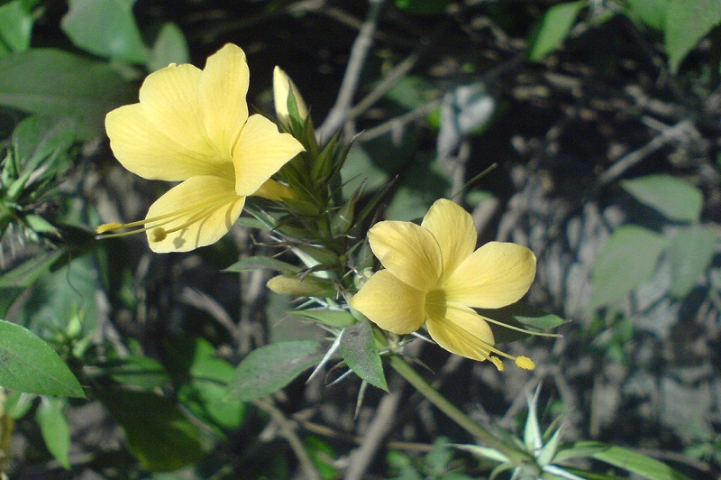 <p>Sahacara consists of dried whole plant.</p>
                   <p><b>Latin Name</b>-Barleria prionitis Linn.</p>
                   <p><b>Hindi:</b> Sahachara
                   <p><b>Marathi:</b> Koranta, Koranti
                   <p>A bushy, prickly undershrub, 0.6-1.5 m high, found throughout hotter parts of the country and also cultivated as a hedge plant.<p>
                   <b>Useful part</b>- Whole Plant